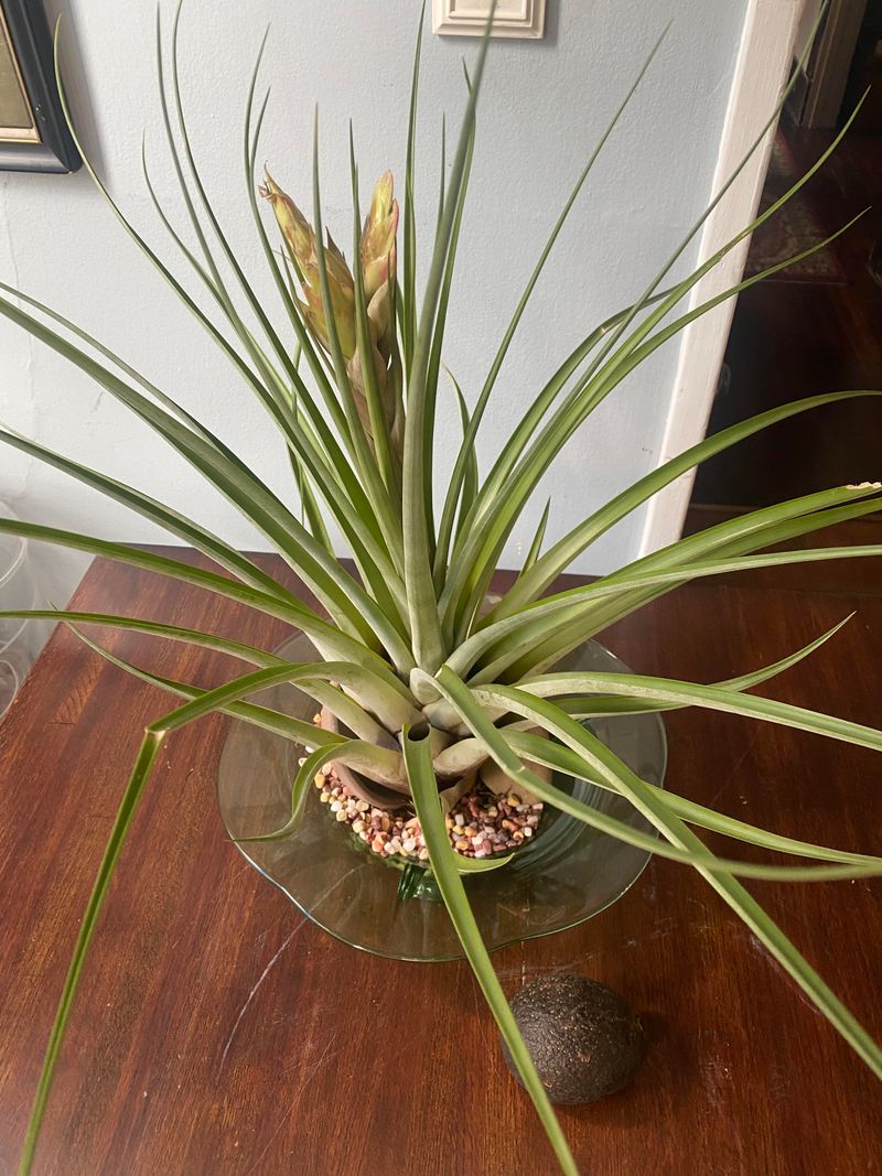 Tillandsia