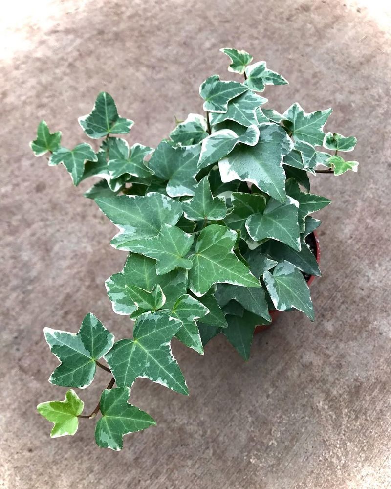 English Ivy