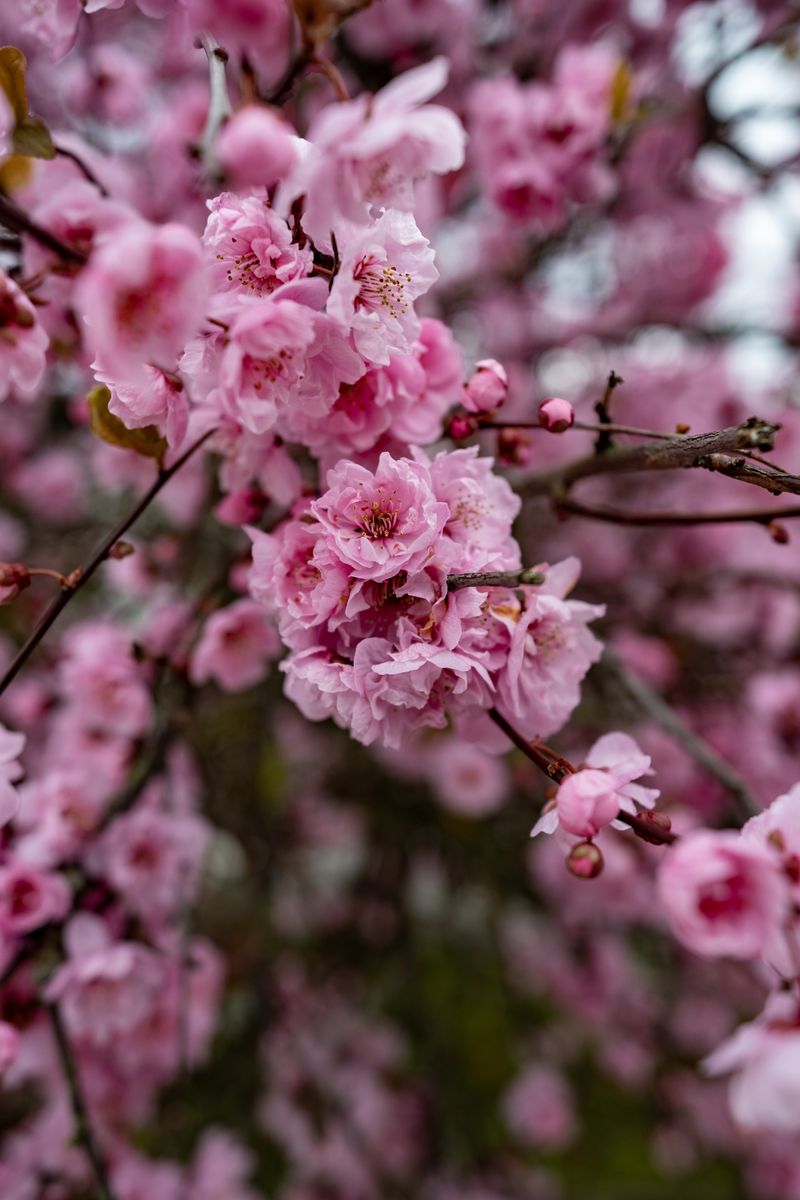 Cherry Blossom