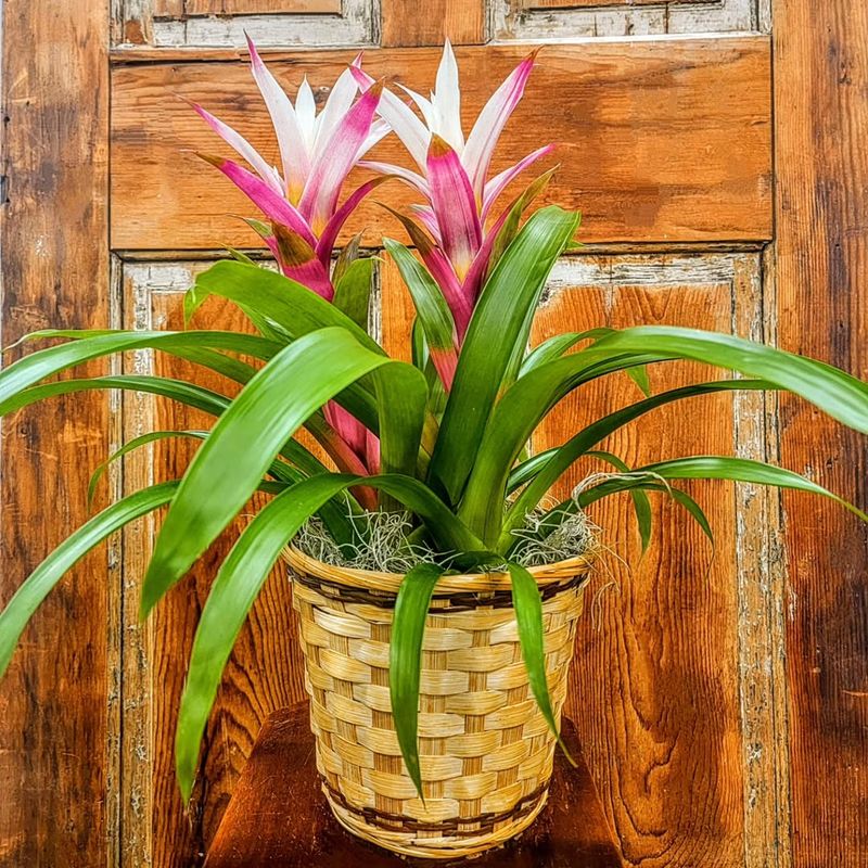 Bromeliad