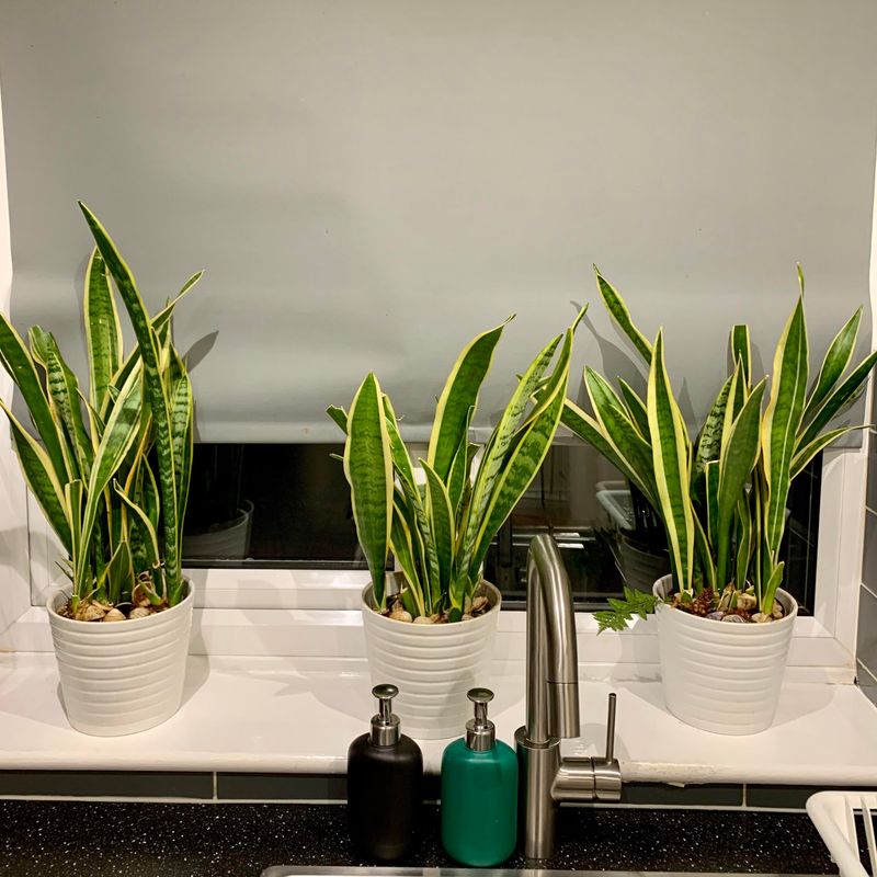 Snake Plant