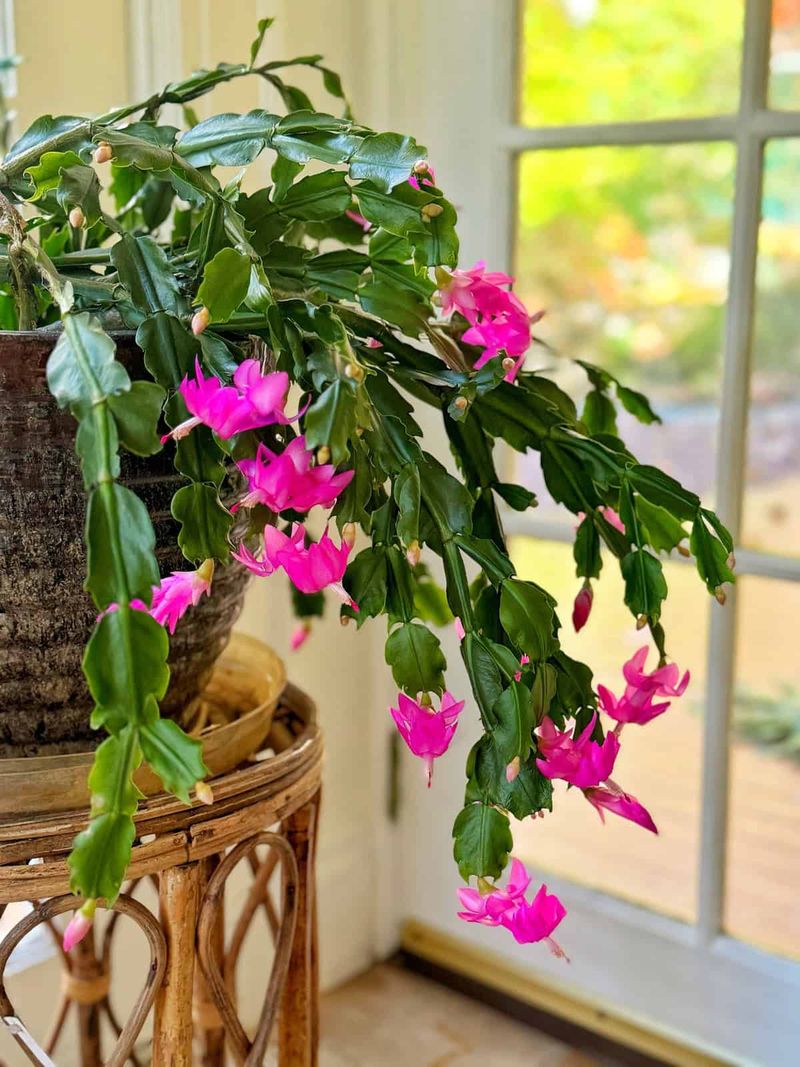 Christmas Cactus