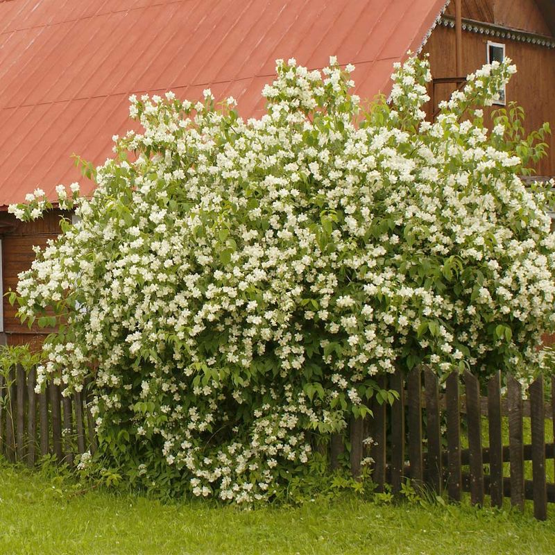 Mock Orange