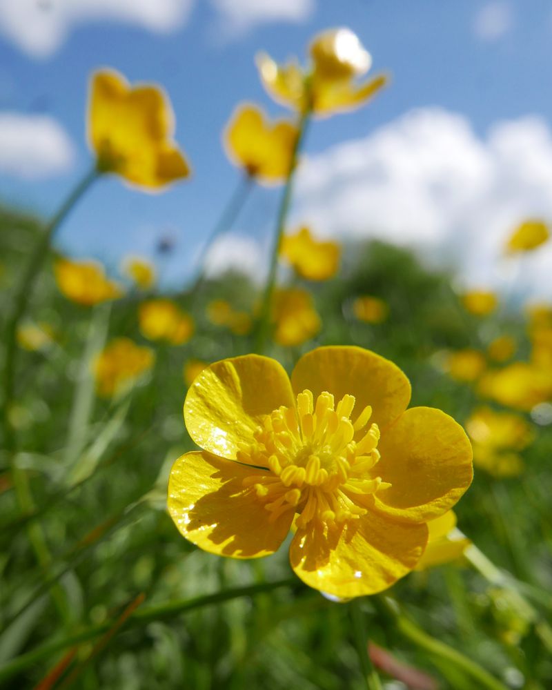 Buttercups