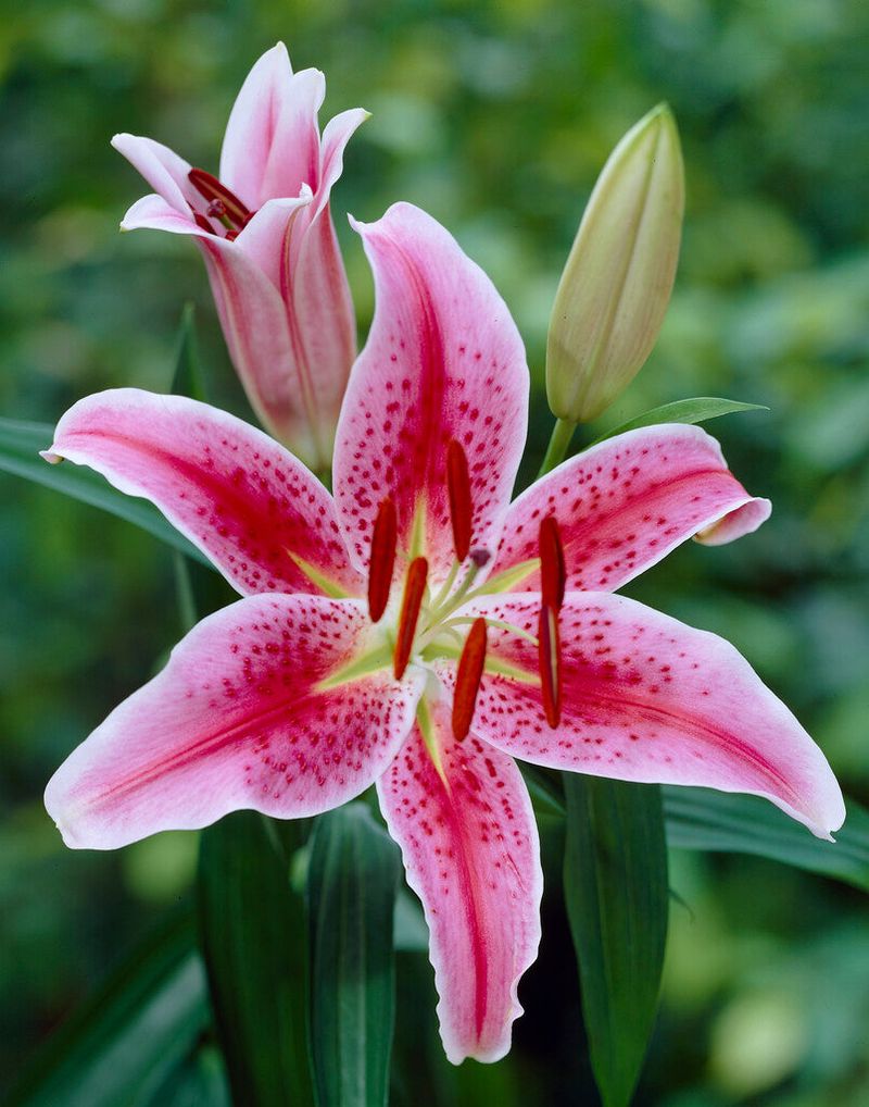 Lilies