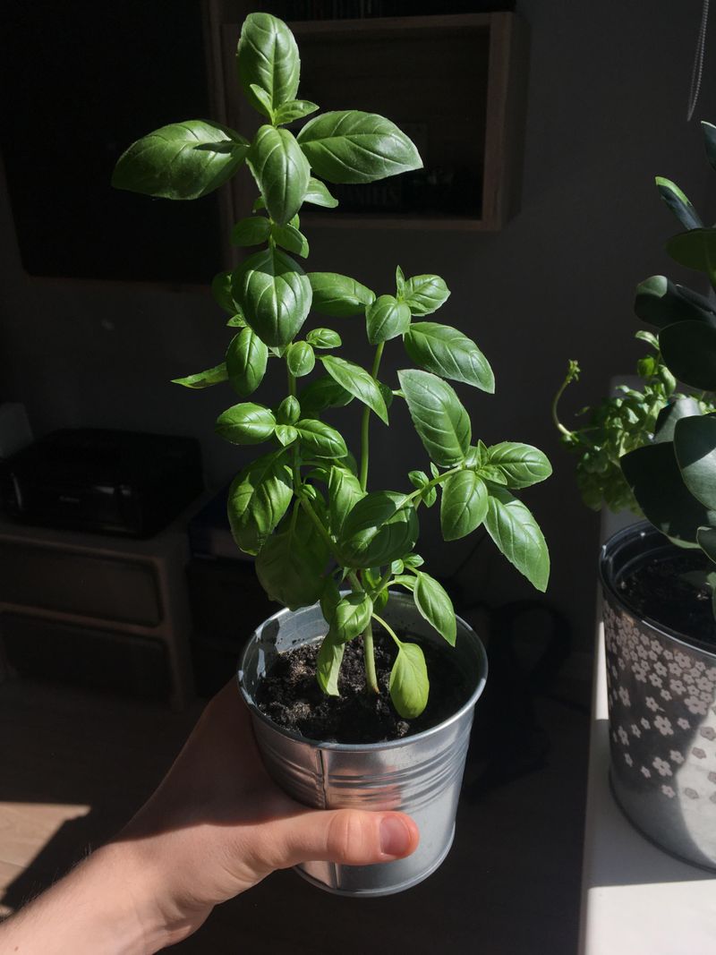 Basil