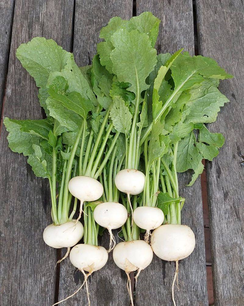 Turnips