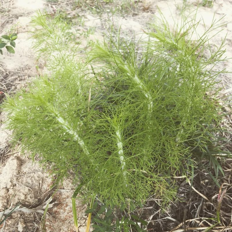 Fennel