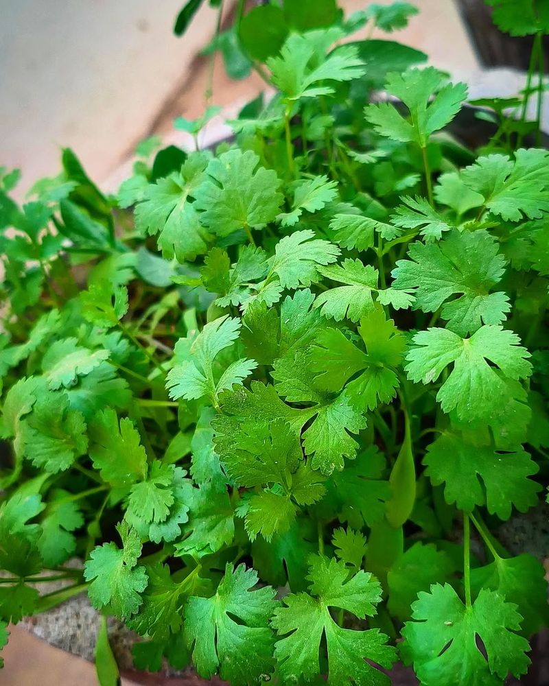 Coriander