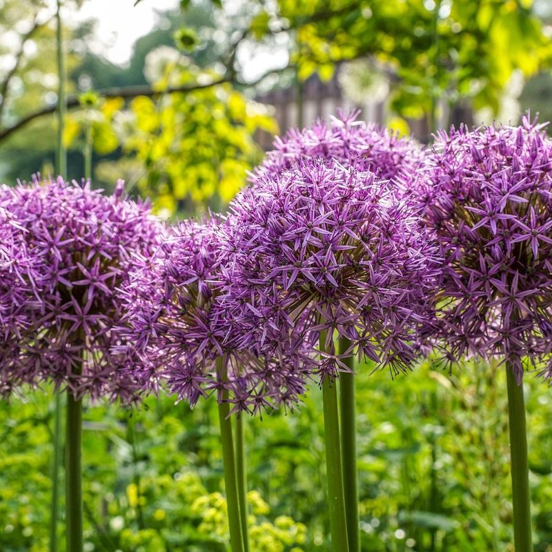 Water-Saving Plant Varieties