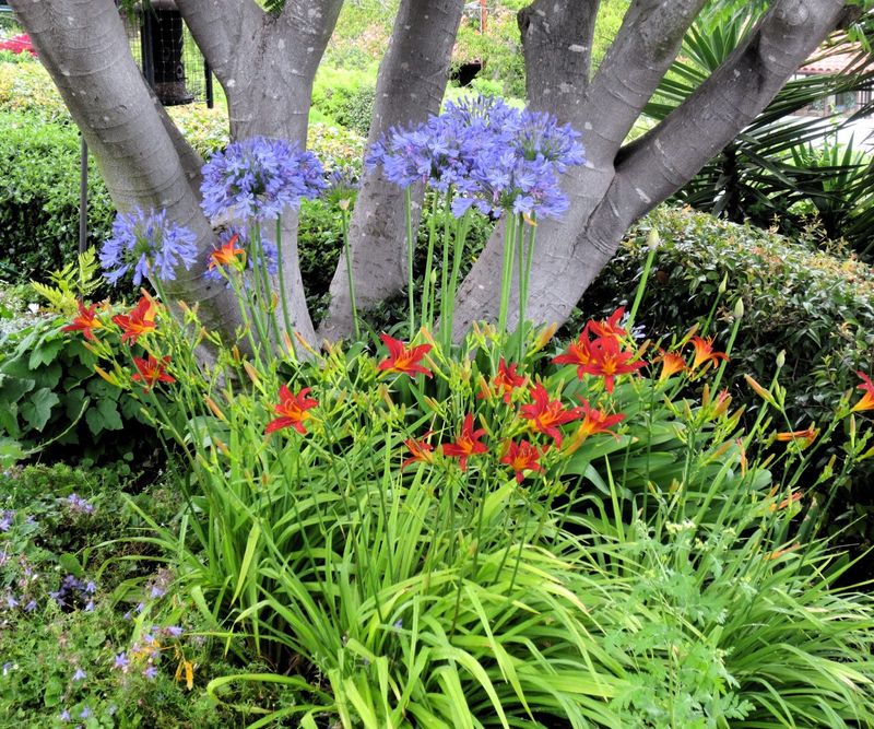 Agapanthus and Daylilies