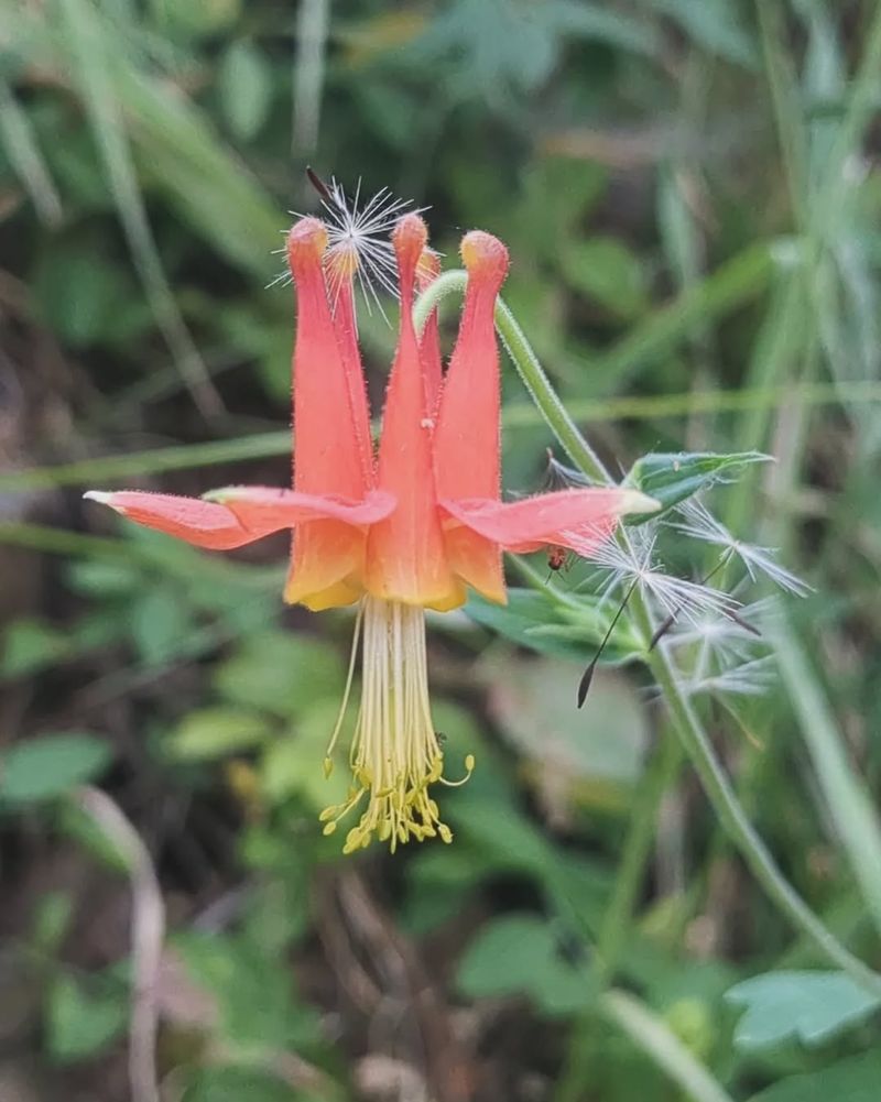 Columbine (Aquilegia spp.)