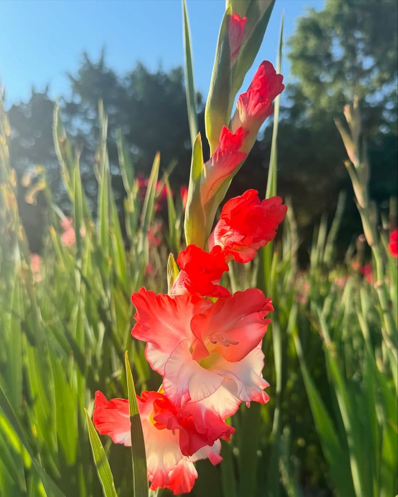 Gladiolus