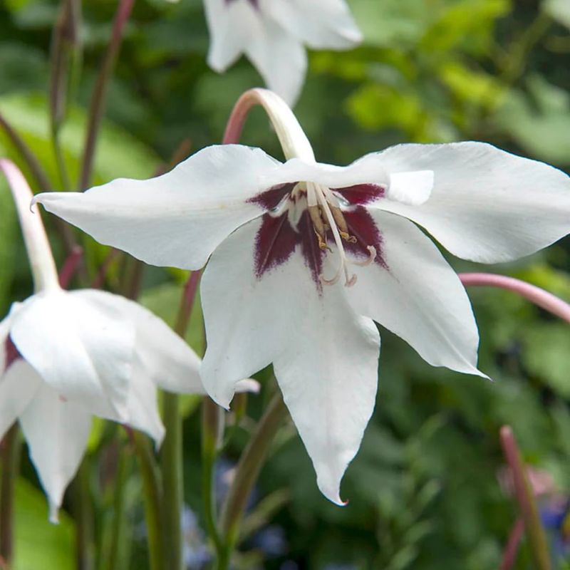 Acidanthera