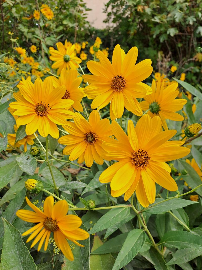 Jerusalem Artichoke (Helianthus tuberosus)