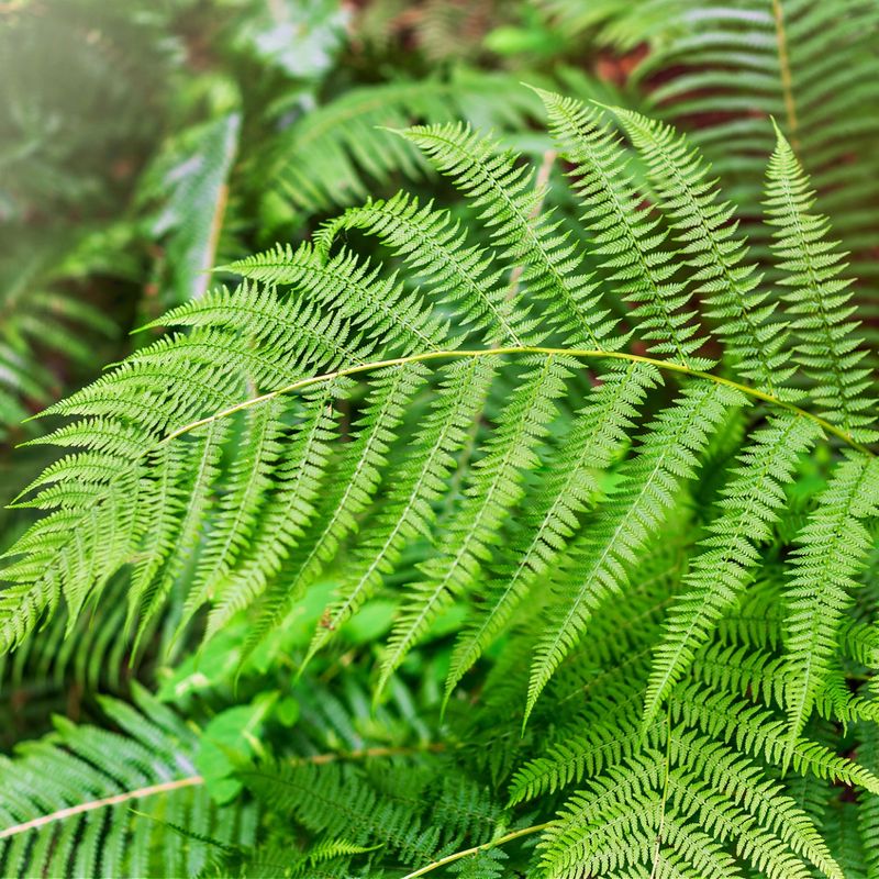 Bracken Fern