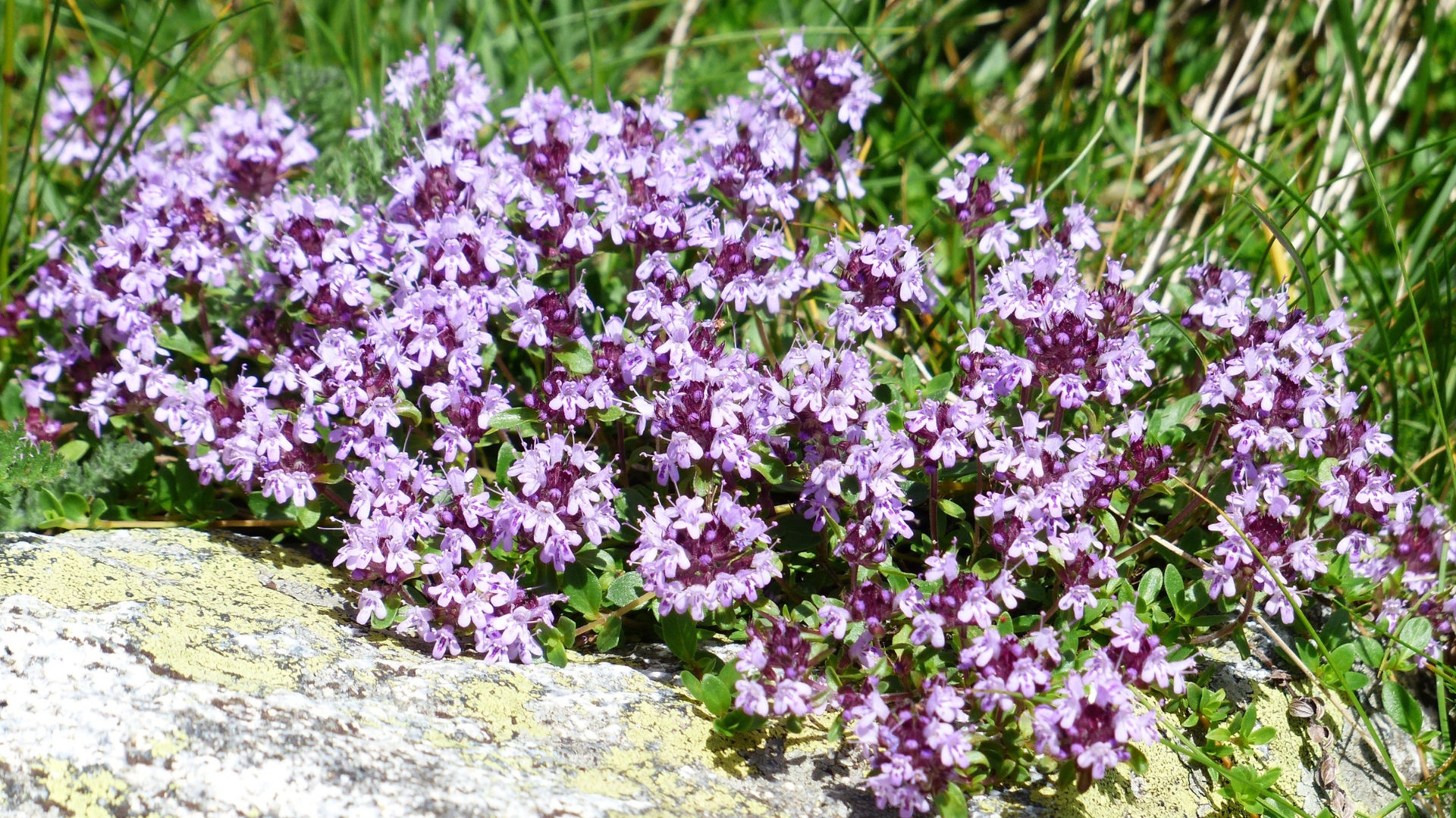 thyme