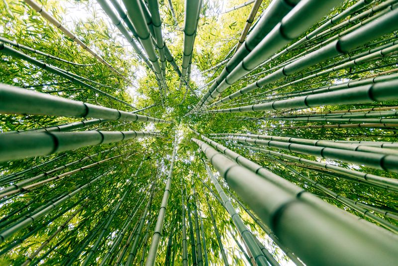 Bamboo's Rapid Growth