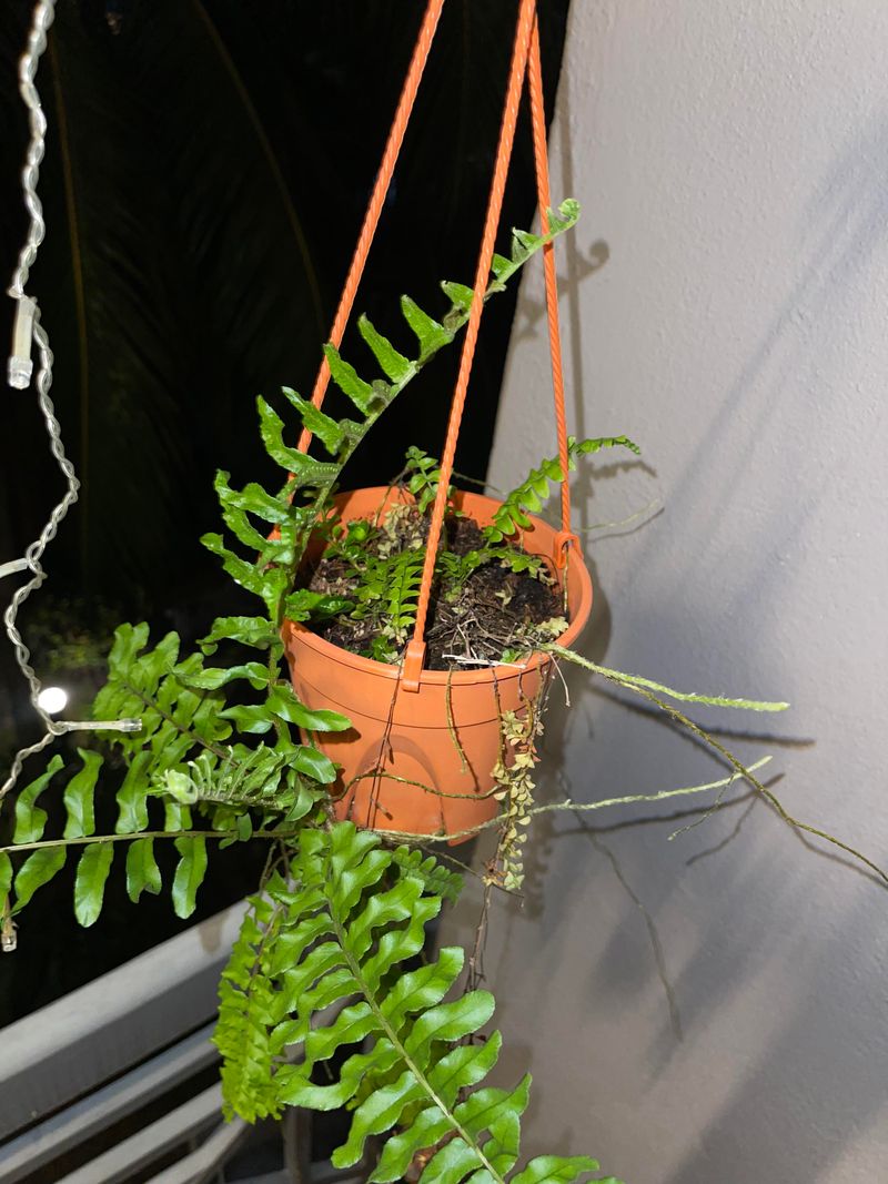 Using Pots Without Drainage Holes