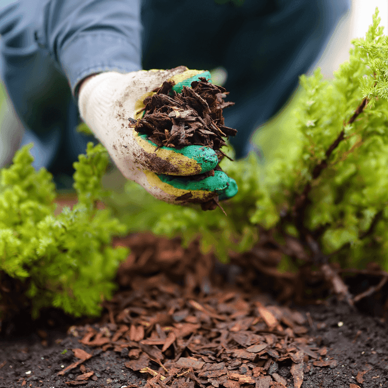 Not Mulching Adequately