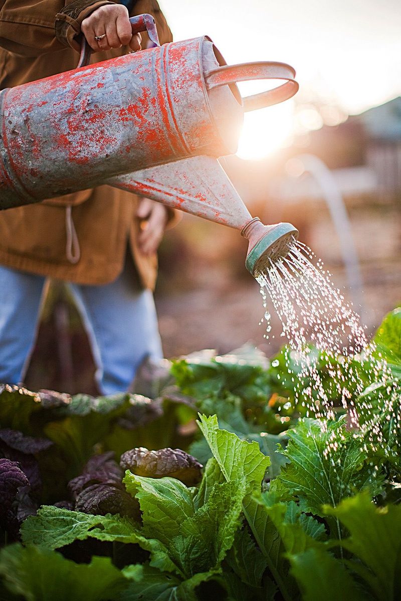 Overwatering Plants