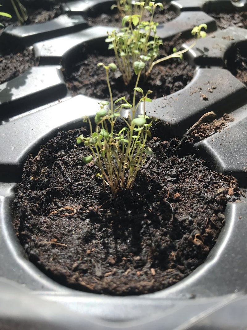 Inadequate Light for Seedlings