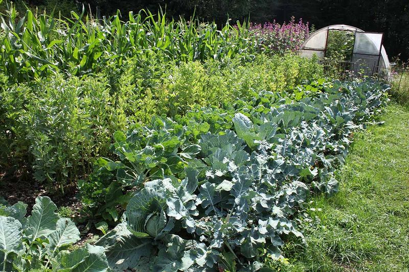 Unfenced Vegetable Gardens