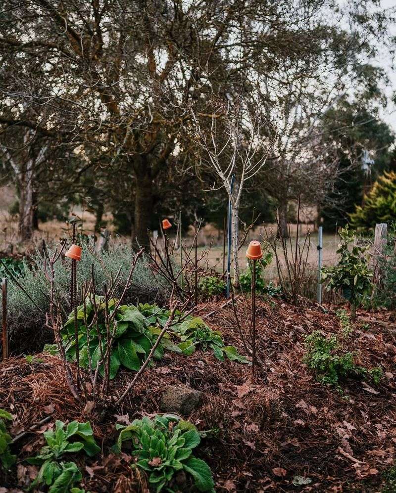 Barren Winter Gardens