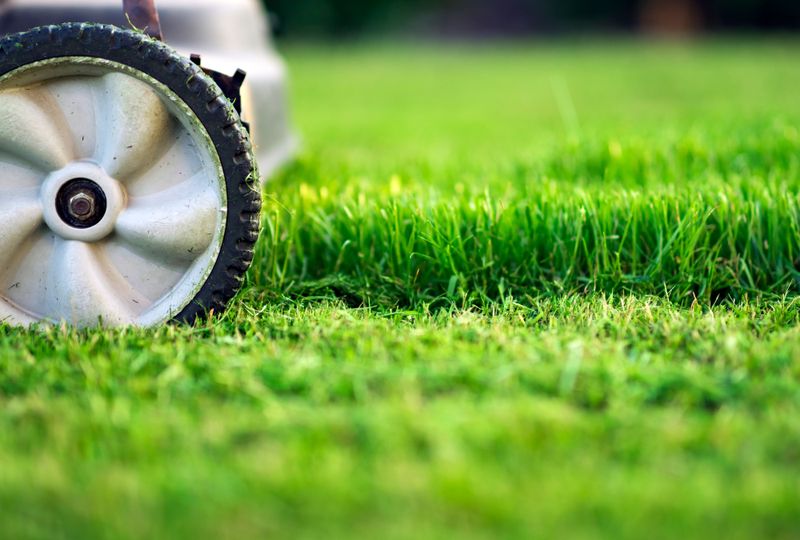 Avoid Mowing Too Short; Keep It at a Higher Setting