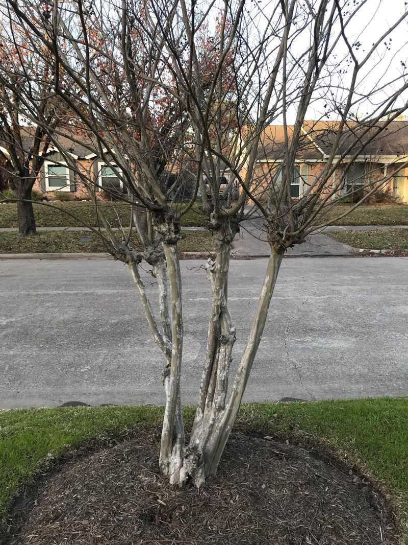 Incorrect Pruning