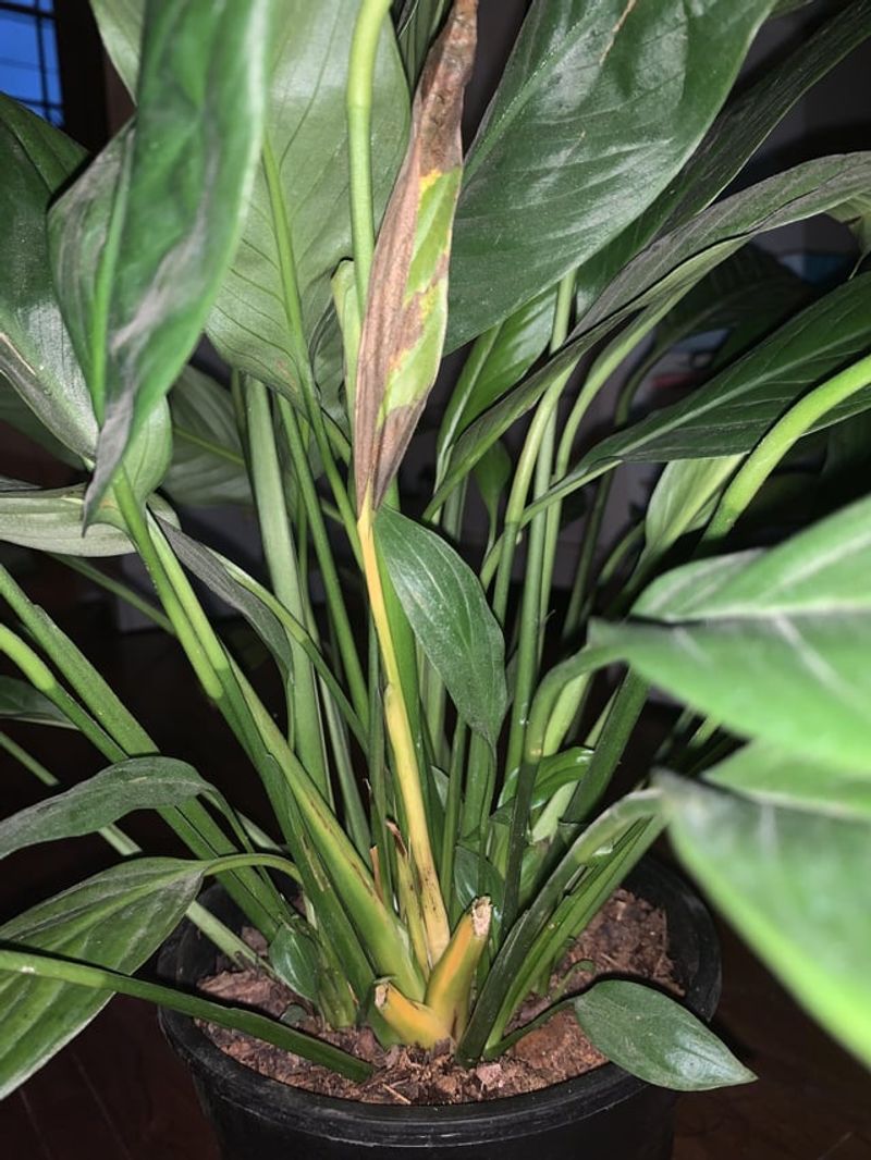 Using Tap Water With Chemicals