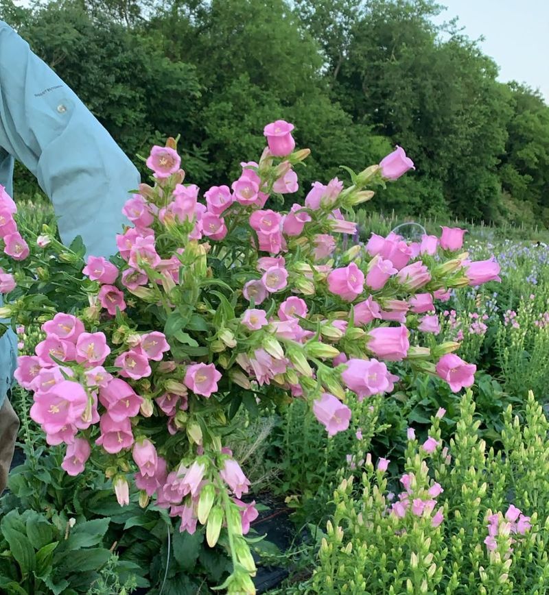 Campanula