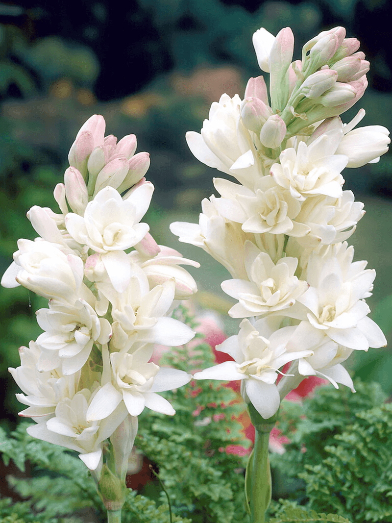 Tuberose