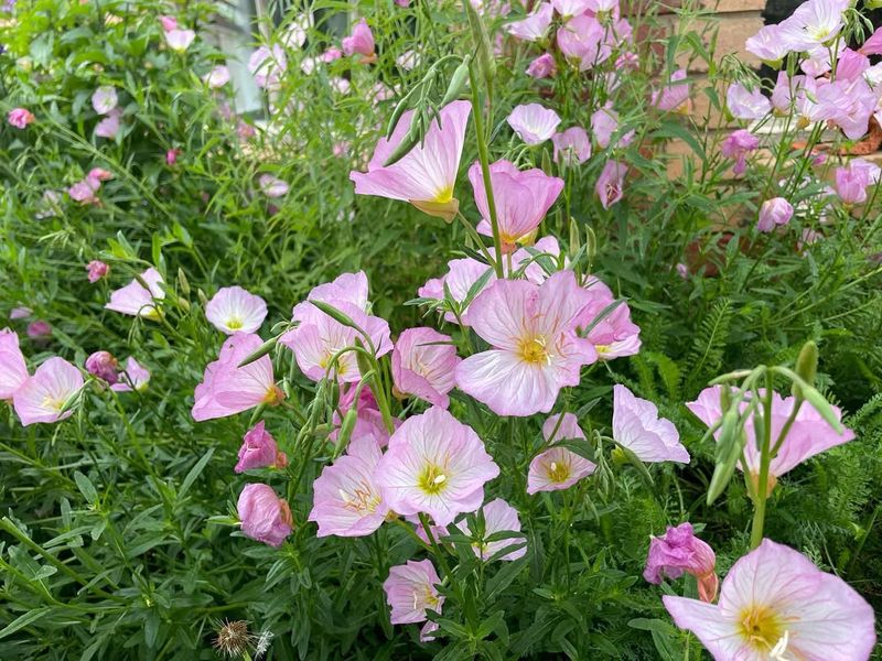 Pink Evening Primrose