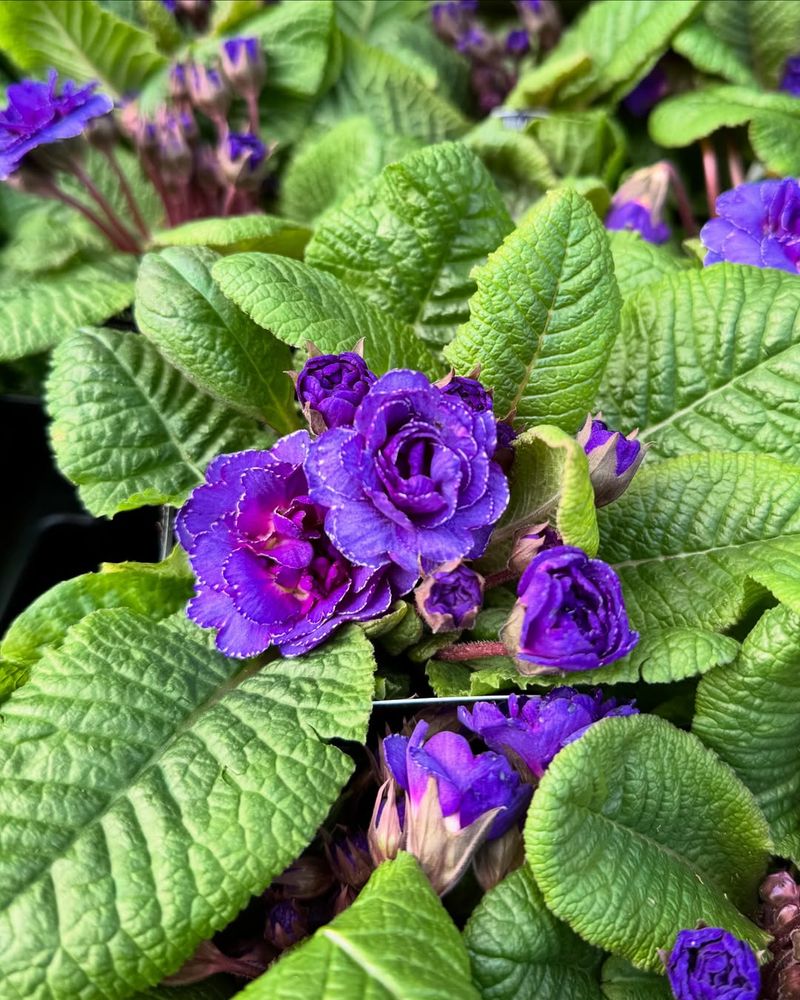 Primula Belarina