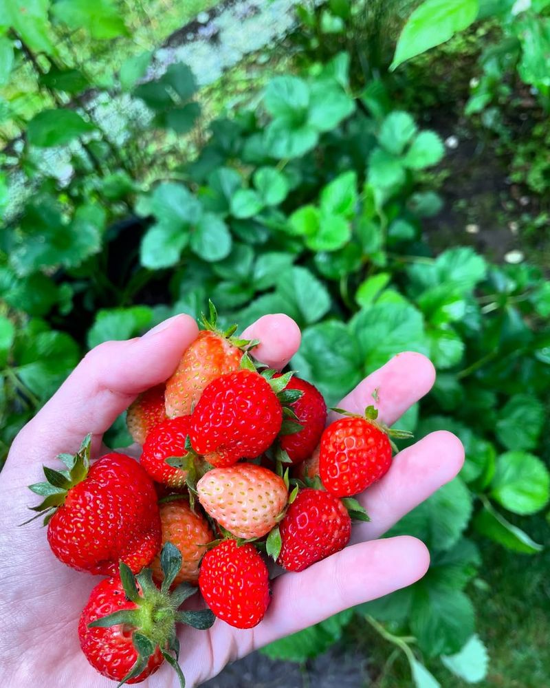 Seascape Strawberry