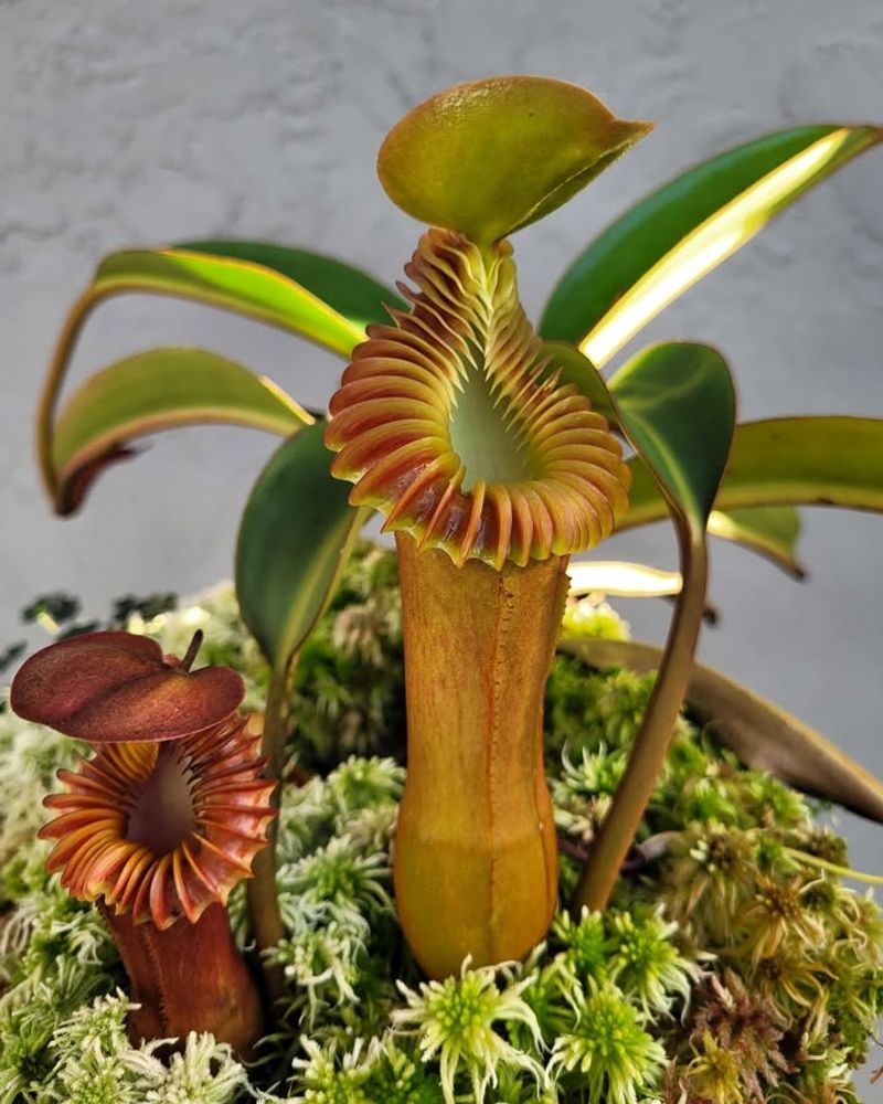 Nepenthes