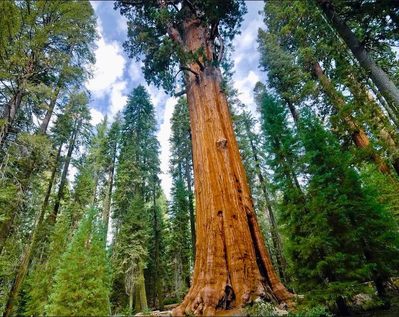 Redwood Tree