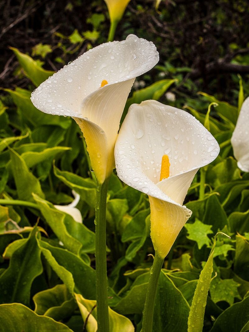 Calla Lilies