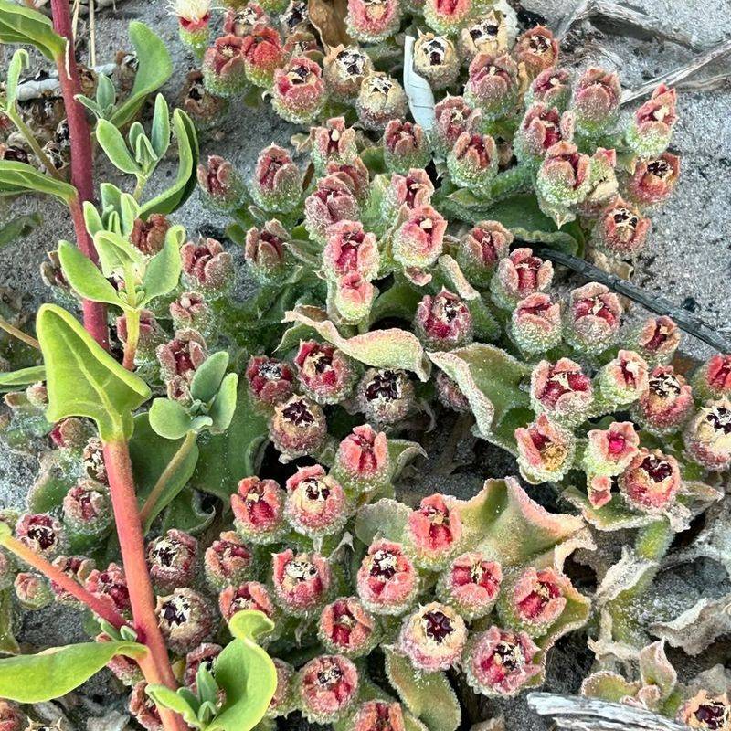 Ice Plant – The Coastal Disruptor