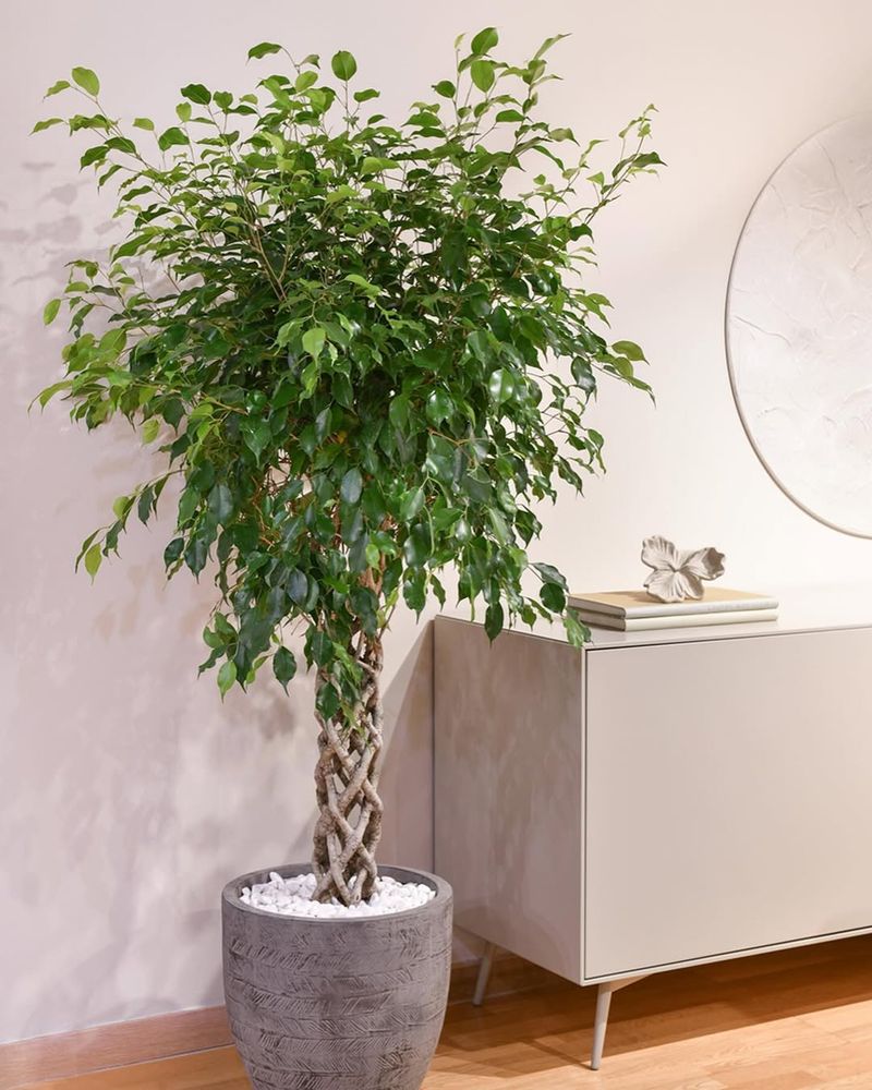 Ficus Tree