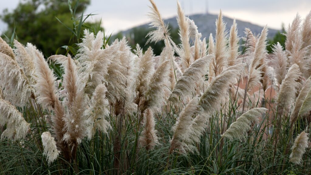 pampas grass