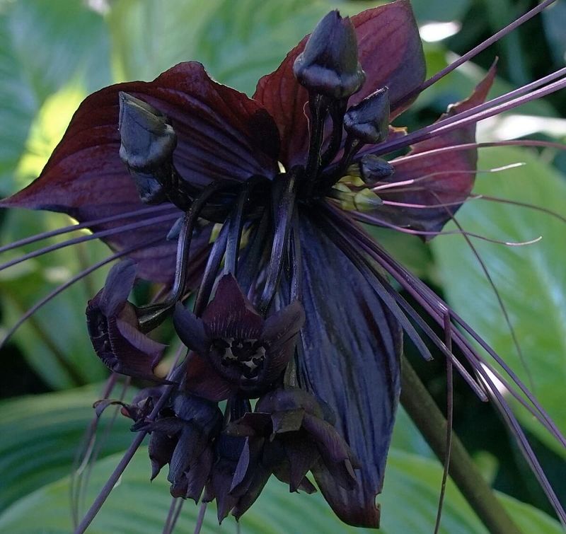 Black Bat Flower (Tacca chantrieri)