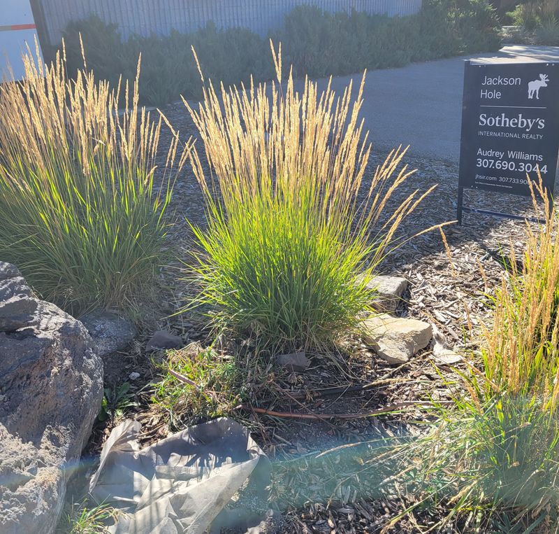 Ornamental Grasses (e.g., Calamagrostis ‘Karl Foerster’)