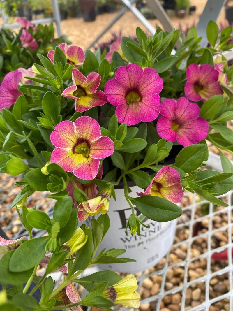 Calibrachoa (Million Bells)