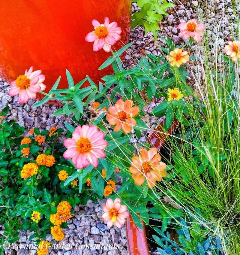 Zinnias with Mexican Feather Grass