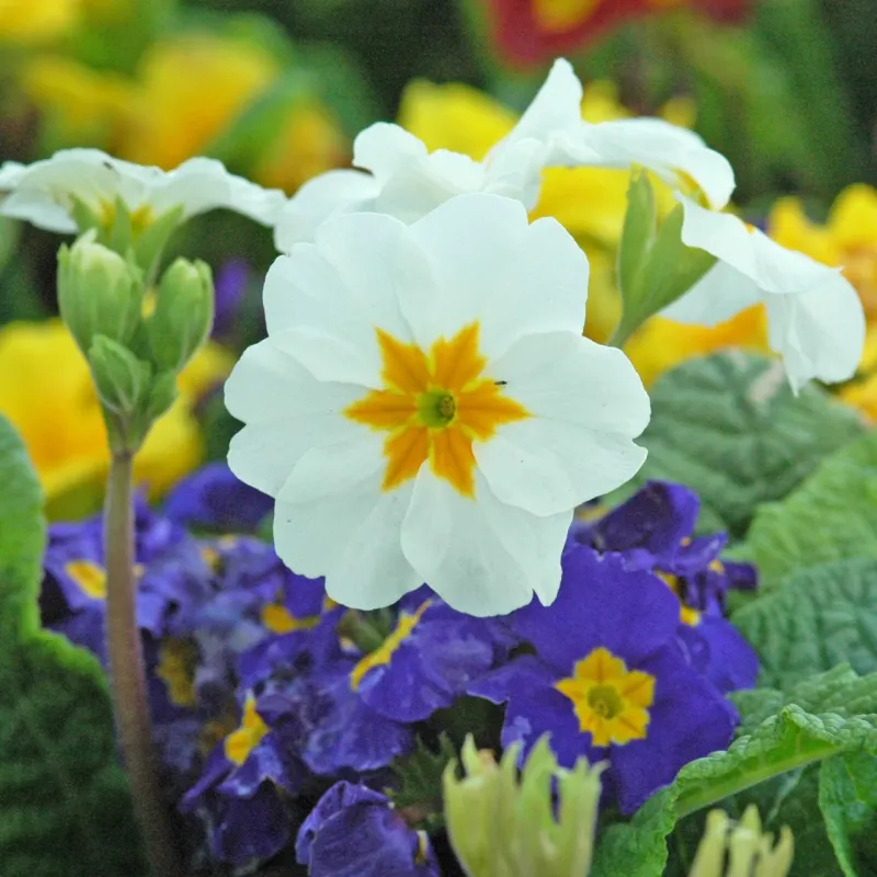 Primroses