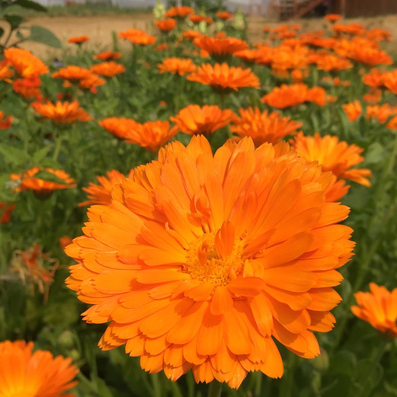 Calendula