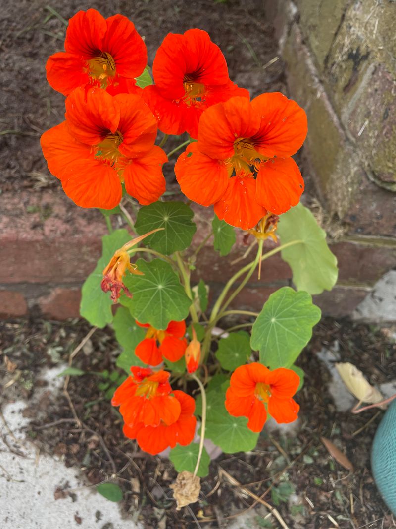 Nasturtium