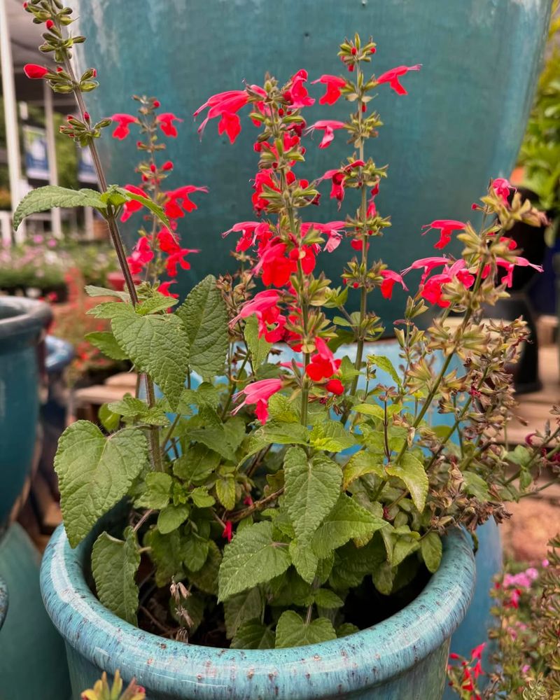 Salvia